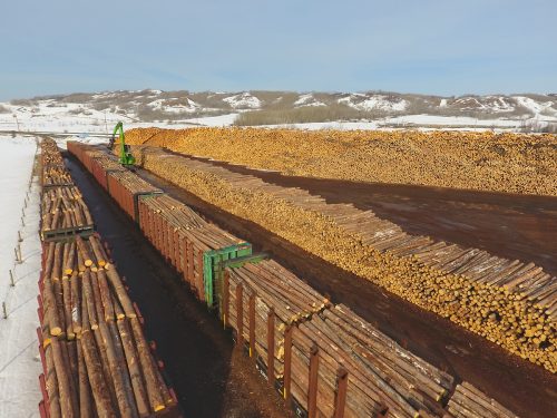 A Sea Of Logs